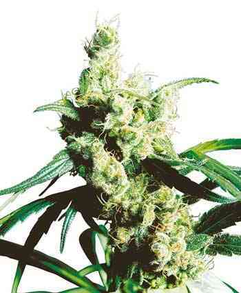 Silver Haze > Sensi Seeds | Graines Normal  |  Sativa